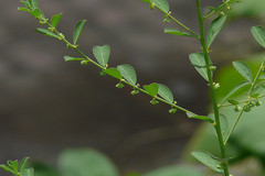 Phyllanthus maderaspatensis
